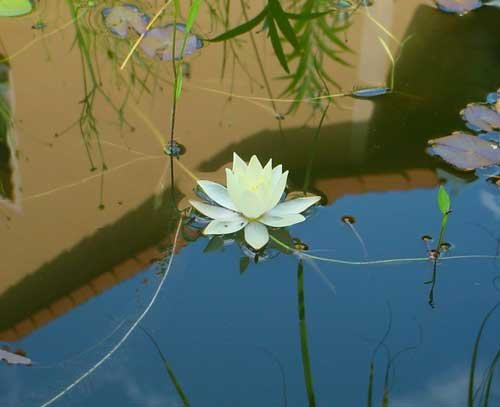 eine weißblühende Zwergseerose für den Teich, Teichpflanzen, Wasserpflanzen