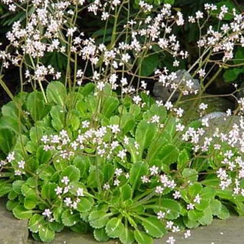 6 x Bastard Porzellanblümchen - Saxifraga Urbium Topf 9x9cm: Zierlicher Bodendecker mit weißen Blüten