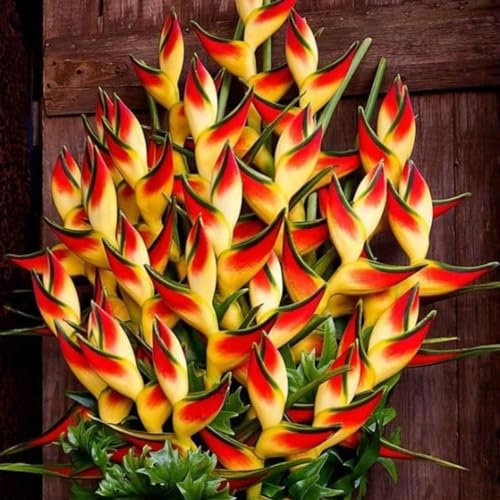kiskick 50 Unids Raras Heliconia Wagneriana Semillas de Plantas Ornamentales Hogar Jardín Decoración Semillas para jardín hidropónico Interior