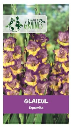 10 bulbes de fleurs Glaïeul Dynamite -