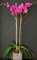 50 PC Mini Orchideensamen Mini Bonsai Blume Phalaenopsis-Orchideen, seltene Phalaenopsis Blumensamen für Hausgarten liefert 4