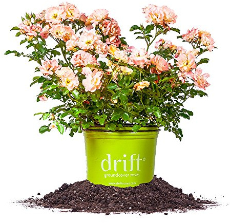 PERFECT PLANTS Peach Drift