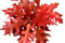 3 Plantas natural en cepellón, arbol Quercus Rubra. Roble Americano. 20-25 cm. Sombra rápida, belleza otoñal con colores rojos intensos. Segura Garden