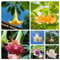 engelstrompete pflanze samen、 gartenpflanzen、langer Blütezeit für eine pflanzen samen、indoor garten geschenke für gartenliebhaber、bienenfreundlich blumen garten、pflanzen für sonnige 150pcs