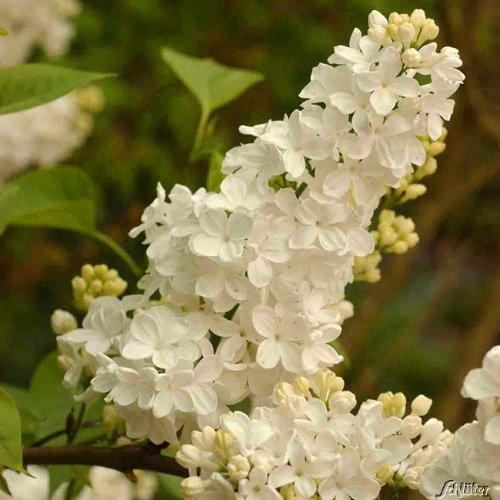 GARTEN SCHLÜTER® Edelflieder 'Primrose'