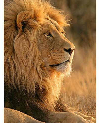 Wee Blue Coo Big African Lion Sitting Sun Art Print Poster Wall Decor Kunstdruck Poster Wand-Dekor-12X16 Zoll