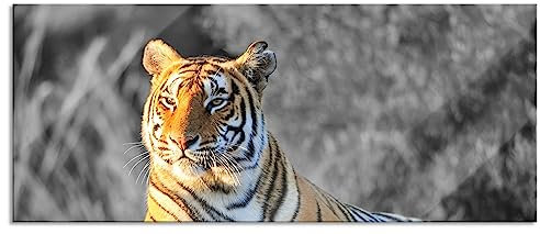 Pixxprint Glasbild Panorama, Wandbild aus Echtglas, wunderschöner stolzer Tiger, 120x50 cm, inkl. Aufhängung und Abstandshalter