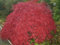 Ahorn palmatum Garnet - Japanischer Schlitzahorn Größe 40-50 cm