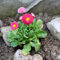 semi di margherita resistente semi di fiori da balcone piante resistenti per il giardino margherita per prato esotici fiori estivi giardino erbe aromatiche pianta perenne 200pcs