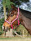 Halfter FLYING PONY II, pink, Vollblut