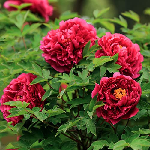 4 Stück pfingstrosen rot zwiebeln knollen pfingstrose kübelpflanzen winterhart mehrjährig zimmergewächshaus anzucht blumen balkon pflanzen winterhart frühlingsblumen zwiebeln