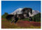 Foto Bild Poster Wandkunst Dekor Friese Hengst Pferd Pferde Nr.H2025 70x50cm