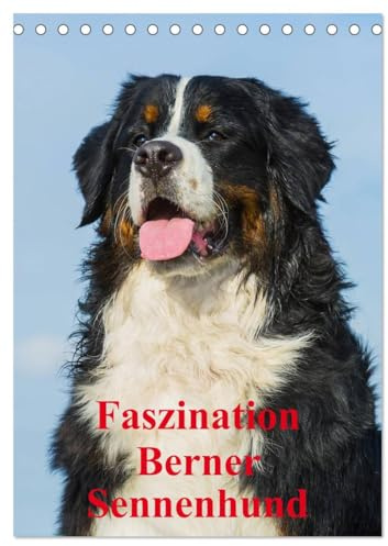 Faszination Berner Sennenhund (Tischkalender 2026 DIN A5 hoch), CALVENDO Monatskalender: Auf 13 bezaubernden Fotos begleiten uns Berner Sennenhunde durch das Jahr (CALVENDO Tiere)