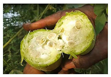 Stk - 10x Luffa cylindrica Schwammkürbis Garten Pflanzen - Samen B1739 - Seeds & Plants Shop by Ipsa