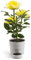 ABOOFAN Lampes Solaires De Fleurs En Plein Air Lampes Solaires En Plein Air Lampes Solaires Roses En Plein Air Lumières Led Roses Fleur De Rose a Mené La Lumière Couleur Rose Pot Lumineux