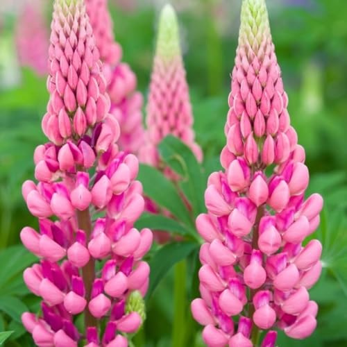 100 Stück rosa Lupinen-Blumensamen