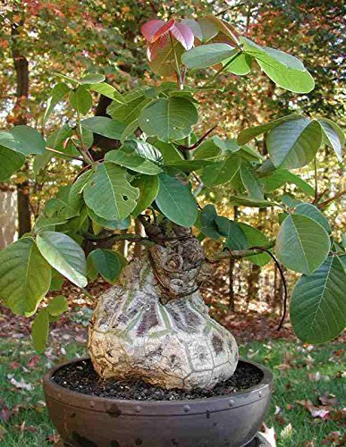 Pseudobombax Ellipticum Bombax Exotic Shaving Brush Tree Bottle Bonsai Plant 6 by exotic_cactus_collection