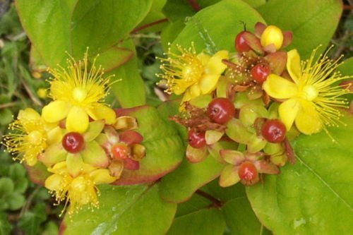 Hierba de San Juan, 763+ SEMILLAS HYPERICUM, flores bastante amarillo, mariposas del amor de UM
