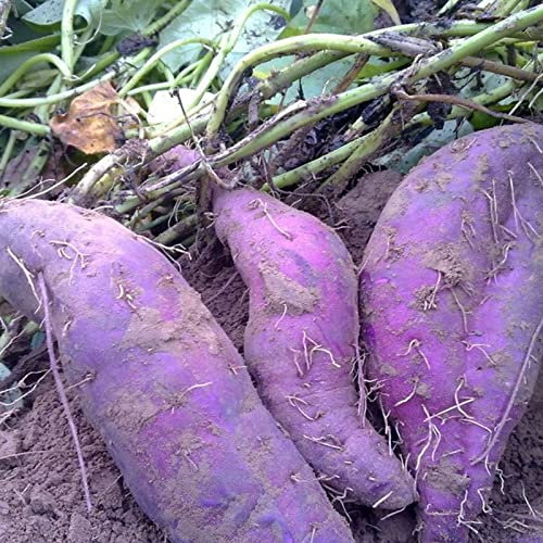 Saterkali Semi di patate dolci, 50 pezzi/borsa Semi di patate dolci Forte sopravvivenza Patata viola rinfrescante Semi di ortaggi facili da coltivare per giardino Semi Di Patata Dolce Viola
