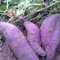 Saterkali Semi di patate dolci, 50 pezzi/borsa Semi di patate dolci Forte sopravvivenza Patata viola rinfrescante Semi di ortaggi facili da coltivare per giardino Semi Di Patata Dolce Viola
