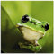 ARTland Wanddeko Glasbilder Wandbild Glas Bild einteilig 50x50 cm Quadratisch Natur Tiere Frosch Gesicht Laubfrosch Porträt Grün T5VH