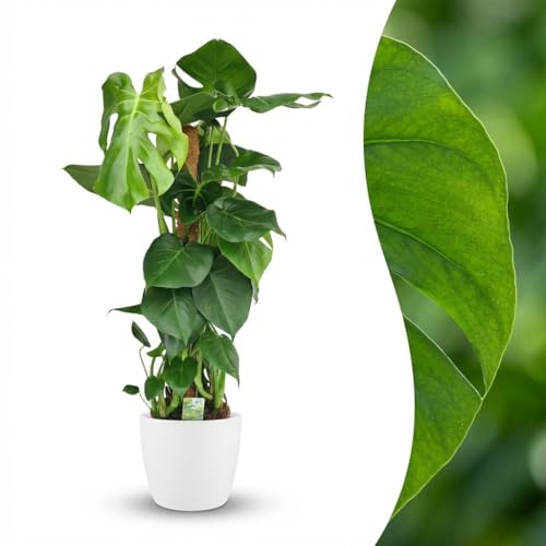 Green boutiQ - Zimmerpflanze - Fensterblatt - Monstera Deliciosa Moosstab - Grün - Pflegeleicht - 1 Pflanze - mit Übertopf Weiß - Topf 19cm - Höhe 90cm
