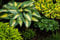Hosta 10 Samen Mischung, Funkien-Samen