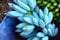 Vivaio Garden Forest Pianta di Banano Blue Java 'Musa Acuminata', Pianta vera, Pianta da frutto, Banane Blu, Sapore Vaniglia, Cremoso, Resistenza al freddo, Pianta rara, Giardinaggio, h100 cm