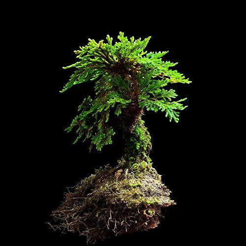 1 Stück rose von jericho kaufen selaginella kleine geschenke zimmerpflanzen deko pflanzen nachhaltige geschenke für frauen nachhaltige produkte pflanztopf pflanzen garten plant