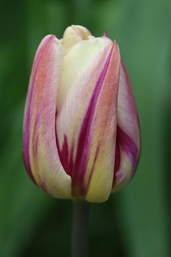 Tulpen Happy Feet Tulpenzwiebeln (20 Blumenzwiebeln)