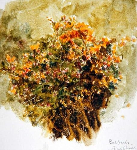XSBPDPII Peinture à L'huile Moderne Toile Mur Peinture sur Toile Art Berberis Sunshine par Helen Allingham Poster Reproduction Toile pour la Décoration Murale 60x90cm