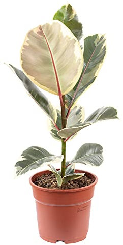 Gummibaum - pflegeleichte Zimmerpflanze, Ficus elastica 'Tineke' - Höhe ca. 45 cm, Topf-Ø 12 cm
