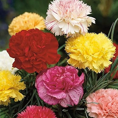 Semi fiori GAROFANO CHABAUD IN MISCUGLIO In Busta Ermetica MADE IN ITALY Qualità superiore con 95% di germogliazione con istruzioni