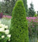 Smaragd Lebensbaum 60-80cm - Thuja occidentalis