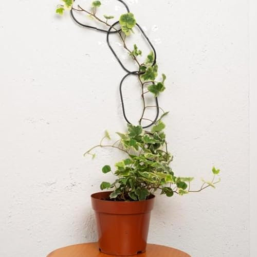 BOOXMIMI Rankhilfe Zimmerpflanzen 17 Teile Kettenregal Metallregal für Kletterpflanzen Begrünungshilfe für Efeu Pothos Rosen Pflanzen Wand Gartenzubehör Kletterpflanzen Trellis für Kletterpflanzen