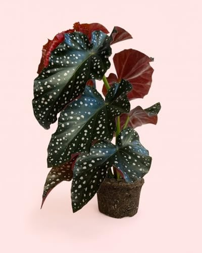 PUR PLANT Begonia Cracklin Rosie M | Planta Natural de Interior Tropical | Begonia de Hojas Rojas Decorativas | Maceta de Ø12 cm