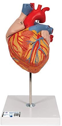 3B Scientific® Modelo de Corazón Humano – Tamaño Doble, Modelo Anatómico Ampliado de 4 Partes con Secciones Desmontables para Estudio de Cámaras y Vasos + Smart Anatomy App (Garantía de 5 Años)