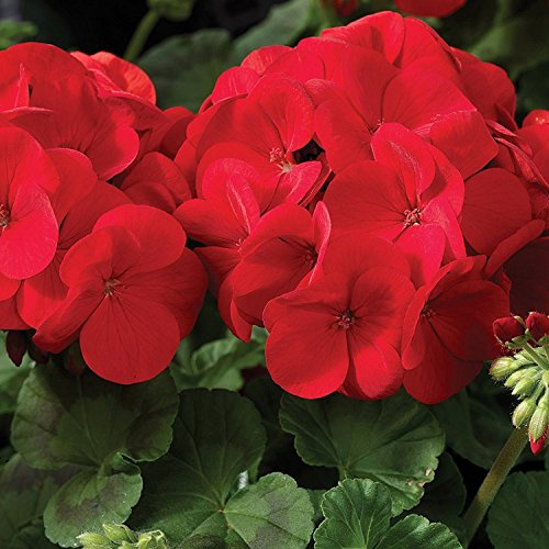 Mountain Valley Seed Co Maverick F1 Series Geranium Flower Garden Seeds