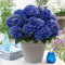SANWOOD 20 pezzi di semi di ortensia per la casa piantagione da giardino, semi di ortensia pianta per fiori Home Office ornamento vaso da giardino Bonsai Decor Blu scuro