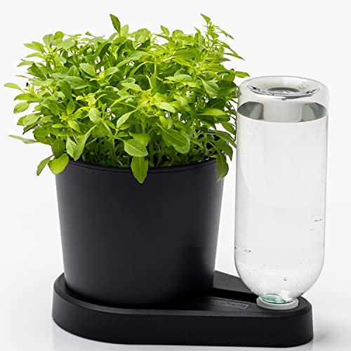 greevi kräuterheld | Selbstbewässernder Pflanztopf für Küchenkräuter | Made in Germany | Kunststoff (Standard, schwarz)