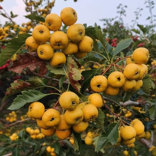 100 pcs Weißdorn Pflanze Samen, Weissdorn, obst garten pflanzen winterharte obstbäume winterharte pflanzen für balkon obstbäume kaufen zimmerpflanze obst pflanzen winterhart draußen