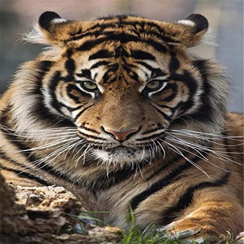 Yingxin34 Jigsaw Puzzle 5000 Teile, Tiger liegt auf dem Boden 5000 Stück Puzzles für Erwachsene Kinder Freunde, Intellektuelles Gedankenspiel-61.61x41.53 Zoll (156.5 x 105.5cm)
