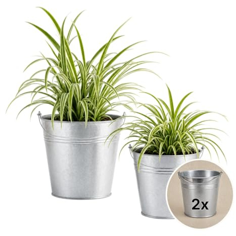 Pflanze Plus | Falangio (Chlorophytum comosum) | Lotto da 2 piante con vaso in zinco | Pianta da interno facile da curare