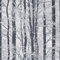 Arthouse Frosted Wood Mono Wallpaper - Grey Muted Tones - Soft Focus Wood Scene - Branches Highlighted with Raised Silver Gel Glitter Creates Frosted Winter Woodland - Paste The Paper to Hang 670200