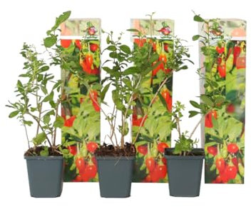 Plant in a Box - Lycium barbarum - 6er Set - Gemeiner Bocksdorn - Topf 9cm - Höhe 25-40cm