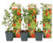 Plant in a Box - Lycium barbarum - 6er Set - Gemeiner Bocksdorn - Topf 9cm - Höhe 25-40cm