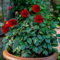Bulbes de dahlia brillants en vrac, vivaces, plantation professionnelle pour de superbes présentations de jardin - 8 bulbes-G