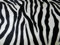 Mc-Stoff PANNESAMT Samt Zebra Stoff bedruckt Meterware