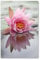 Postereck - 2553 - Seerose, Blume Wasser Blüte Pflanze Natur See - Wandposter Fotoposter Bilder Wandbild Wandbilder - Poster - 4:3-40,0 cm x 30,0 cm