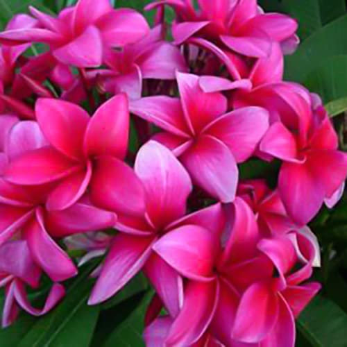 Haloppe 50 Pz Plumeria Fiori Piante Semi per la Piantagione del Giardino di Casa, Semi di Plumeria Abbellimento Semi di Plumeria di Fiori Viola per Patio Seme